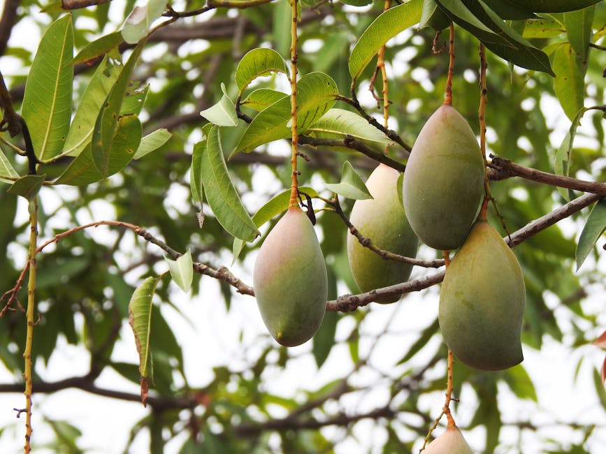 Mangoes ripening in a paper bag on a kitchen counter