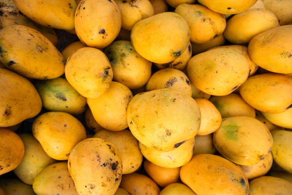 A large yellow Banganapalli mango from the Kolar belt