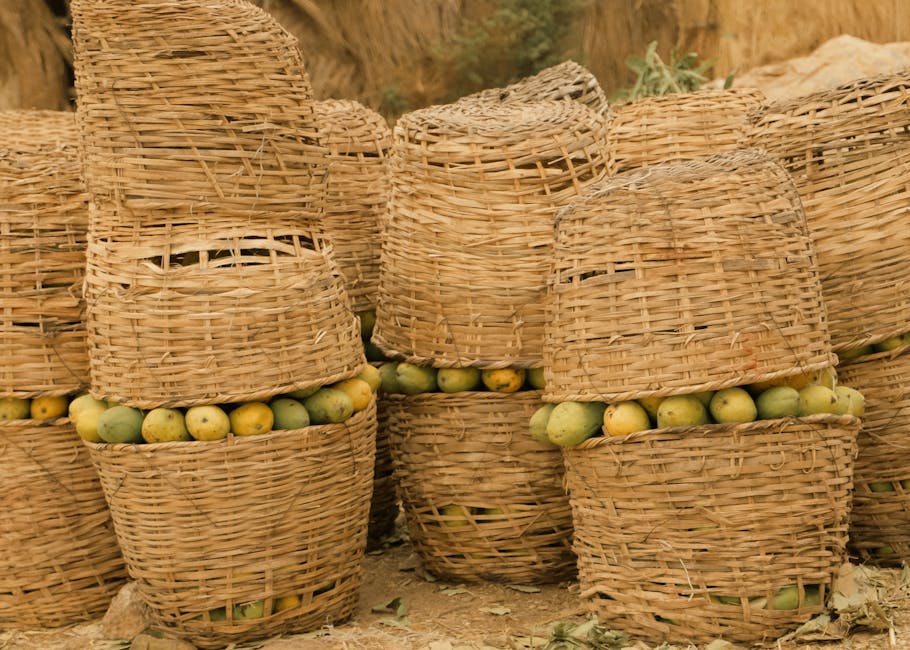 A large golden Mallika hybrid mango